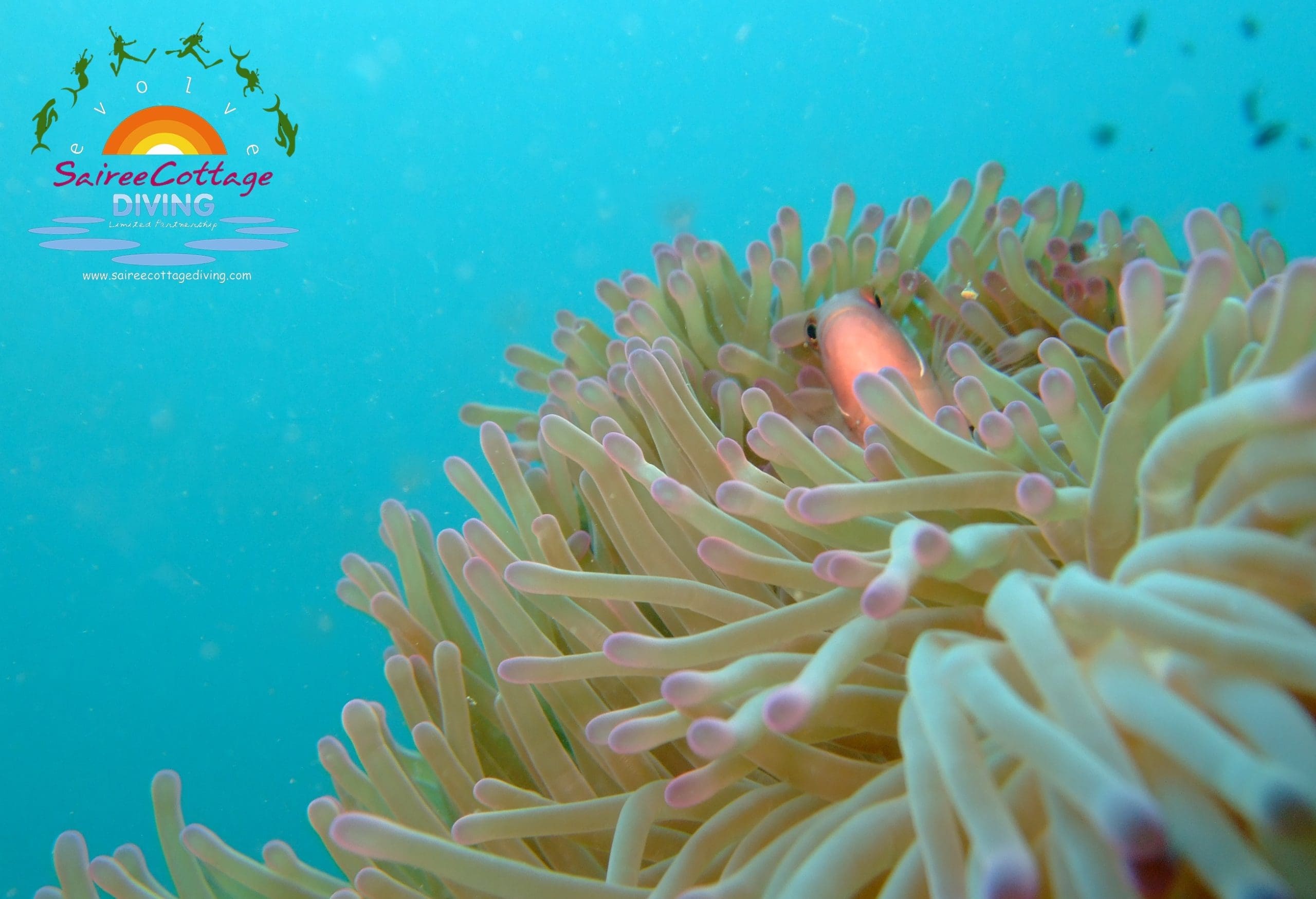 Paddy's Photo blog #4 Anemone Fish Koh tao Sairee Cottage Diving